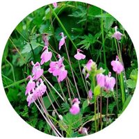 Pedicularis Muscicola