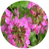 Pedicularis Resupinata