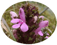 Pedicularis Sylvatica