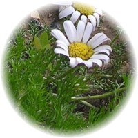 Anacyclus Pyrethrum - Akarkara