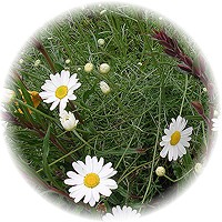 Anacyclus Pyrethrum
