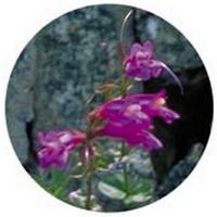 Penstemon Newberryi