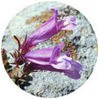 Penstemon Campanulatus