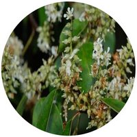 Pentaphylax Euryoides