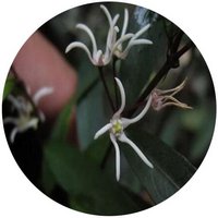 Pentasacmes Championii