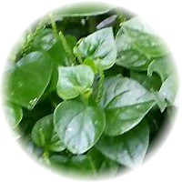 Peperomia