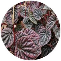 Peperomia Caperata