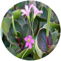 Peperomia Clusiifolia