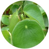 Peperomia Clusiifolia