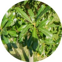 Peperomia Inaequalifolia