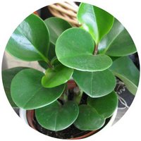 Peperomia Obtusifolia
