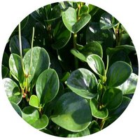 Peperomia Tetraphylla