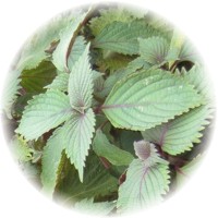 Perilla o Shiso