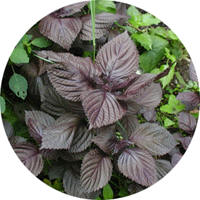 Perilla o Shiso