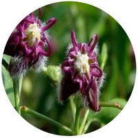 Periploca Angustifolia