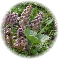 Petasites - Sombrerera- Butterbur