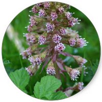 Petasites Fragrans