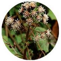 Petasites Japonicus- Giant Butterbur