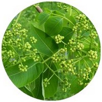 Phellodendron Chinense