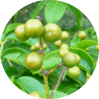 Phellodendron Amurense