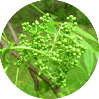 Phellodendron Amurense