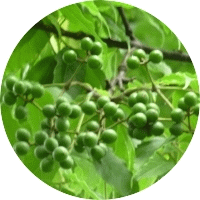 Phellodendron Japonicum