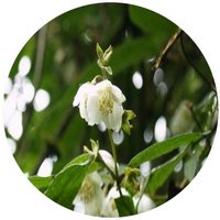 Philadelphus