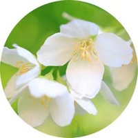 Philadelphus