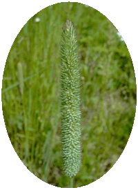 Phleum Pratense