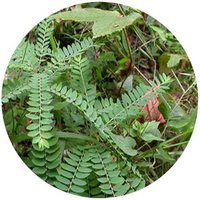 Phyllanthus Chekiangensis