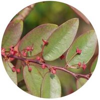 Phyllanthus Guangdongensis