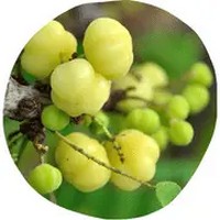 Phyllanthus Acidus - Otaheite Gooseberry