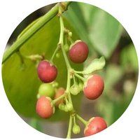 Phyllanthus Reticulatus