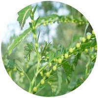 Phyllanthus Urinaria