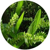 Phyllodium Pulchellum