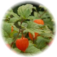 Physalis Alkekengi