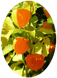 Physalis Alkekengi - Tomatillo