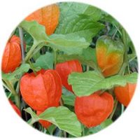 Physalis Alkekengi
