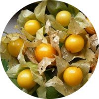 Physalis Peruviana