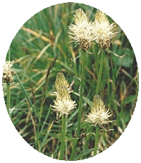 Phyteuma Spicatum