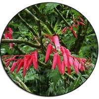 Picrasma Excelsa - Hombre Grande