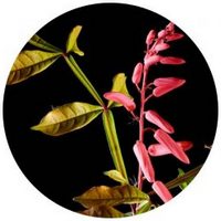 Picrasma Excelsa - Hombre Grande