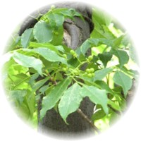 Picrasma Excelsa - Quassia Amara