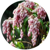 Pieris Japonica