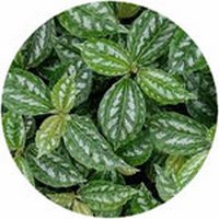 Pilea - Pilea Cadierei