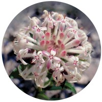 Pimelea Linifolia - Slender Rice Flower