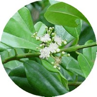 Pimenta Racemosa - Bay Rum