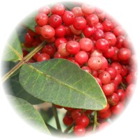 Pimenta Dioica - Pimienta de Jamaica