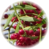 Schinus Molle - Peruvian Pepper