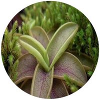 Pinguicula Pumila